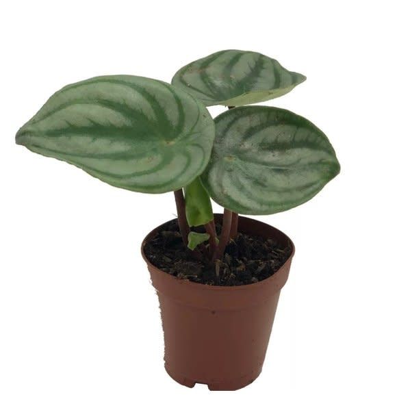 Peperomia Watermelon 3.5&quot; Potted Plant