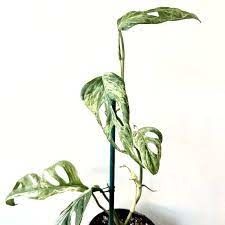 Monstera Adansonii Indonesian Variegated 6&quot; Potted Plant