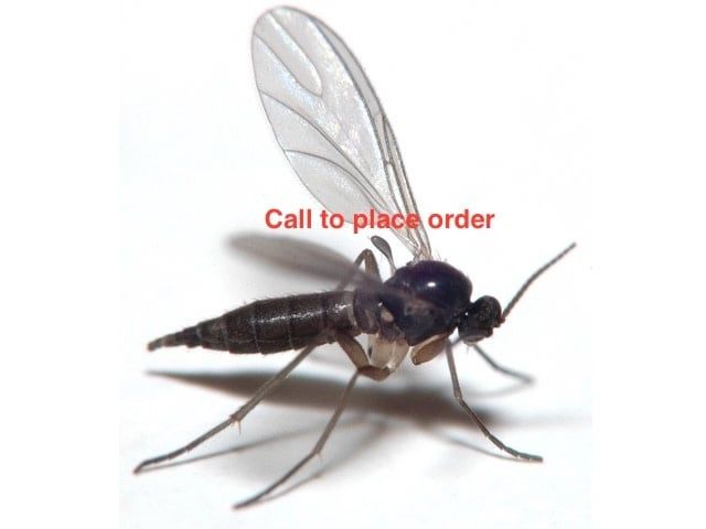 Beneficial Insects-Fungus Gnat Control Guardian 2.5M (2 sponges) SMALL