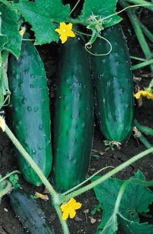 Organic Cucumber Straight Eight Seeds