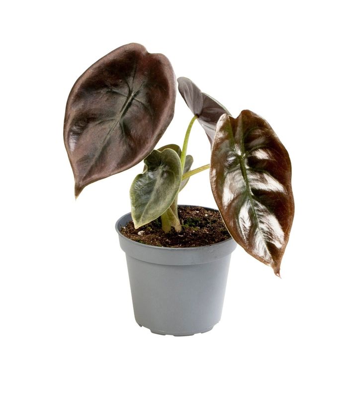 Alocasia Red Secret Cuprea 4&quot; Potted Plant