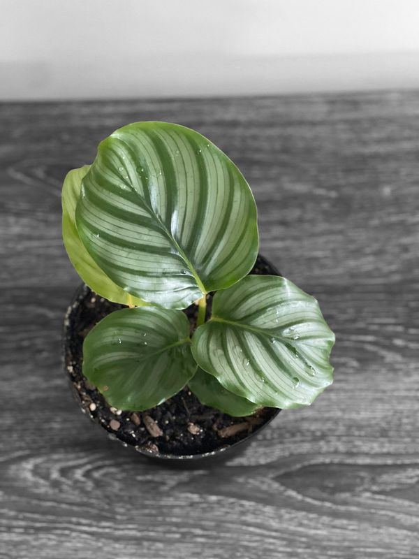 Calathea Orbifolia 7&quot; Potted Plant