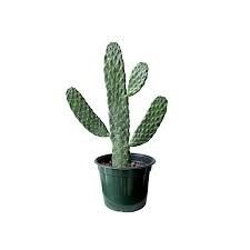 Cartoon Cactus 6&quot; Potted Plant