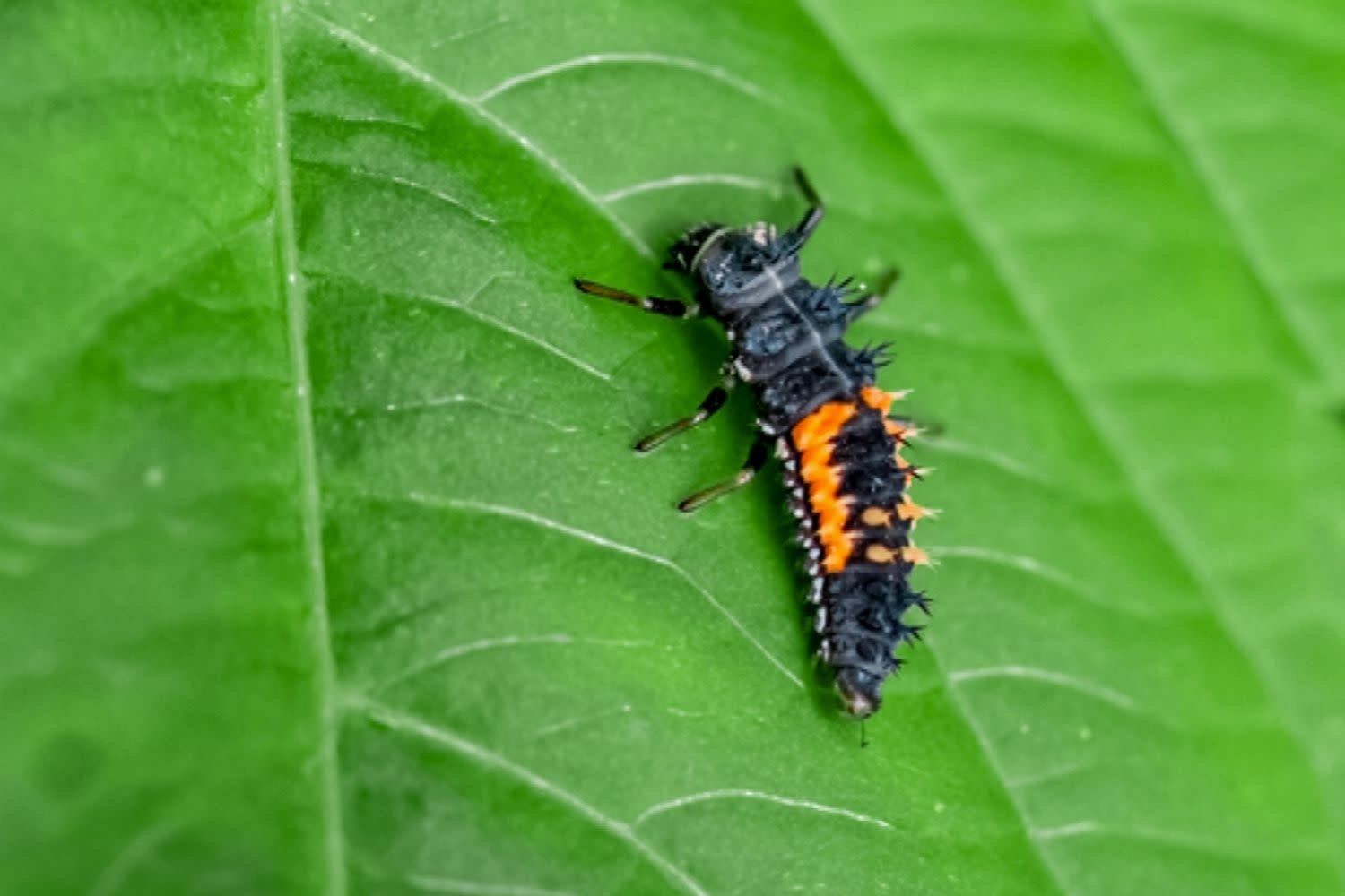 Beneficial Insects-Aphid Control Ladybug Larvae 100