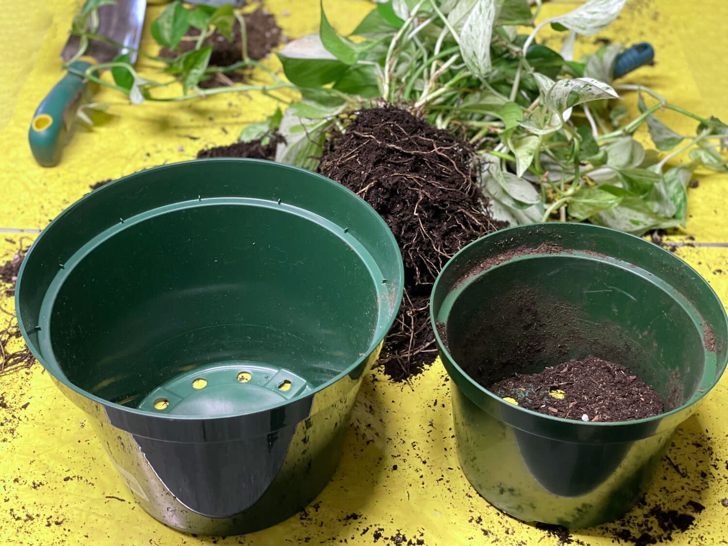 Repotting Service