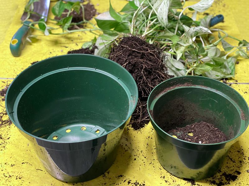 Repotting Service