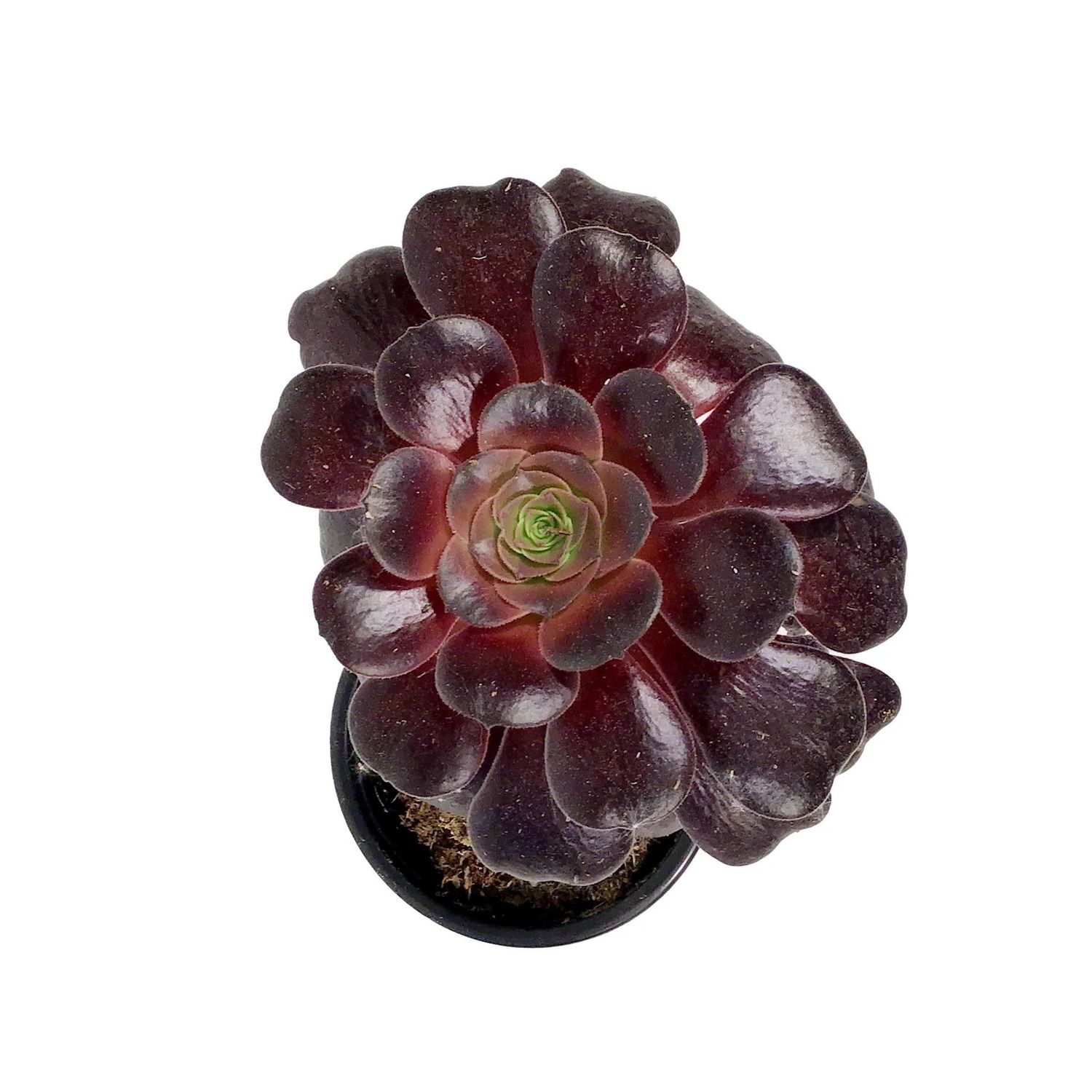 Aeonium Succulent 3.5&quot; Potted Plant