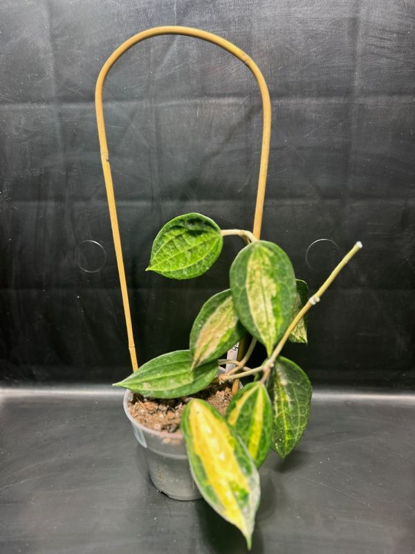 Hoya Latifolia Pot Of Gold 4&quot; Potted Plant