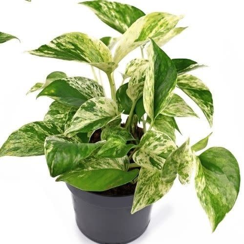 Pothos Marble Queen 4&quot; Potted Plant