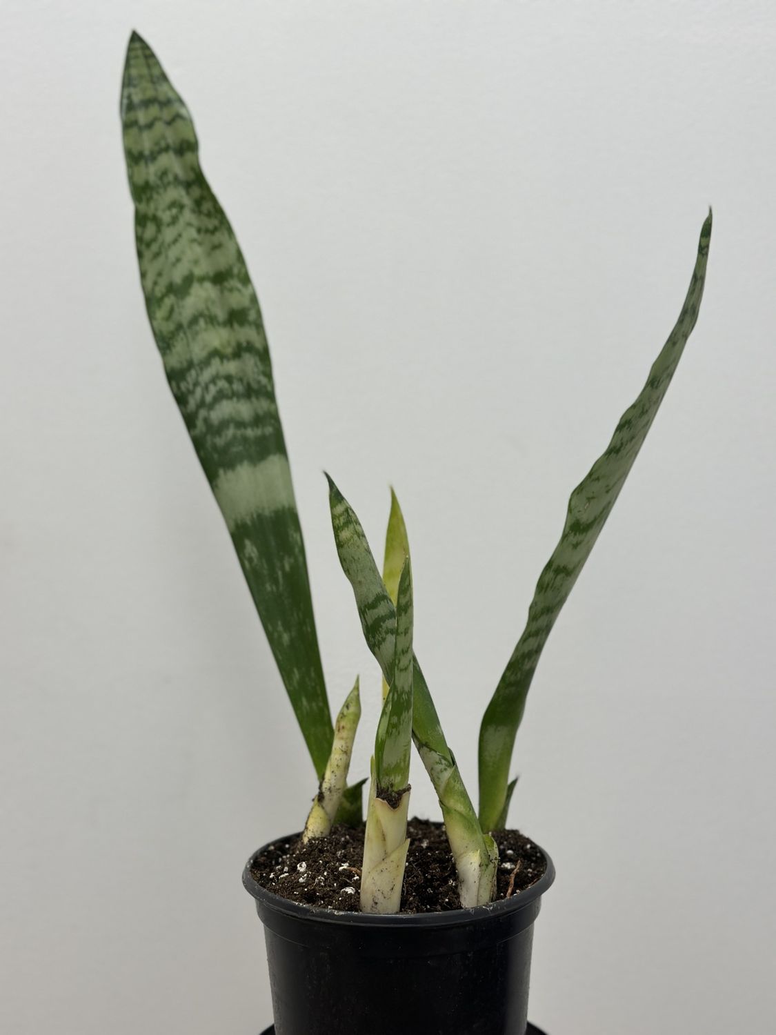 Sansevieria Zeylanica Snake 6&quot; Potted Plant