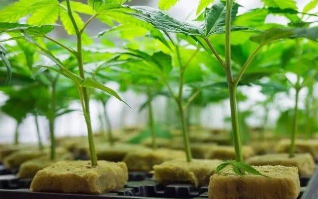 Cannabis Cloning Service