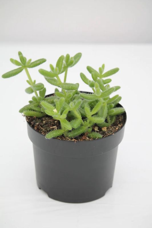 Pickle 3.5&quot; Potted Plant