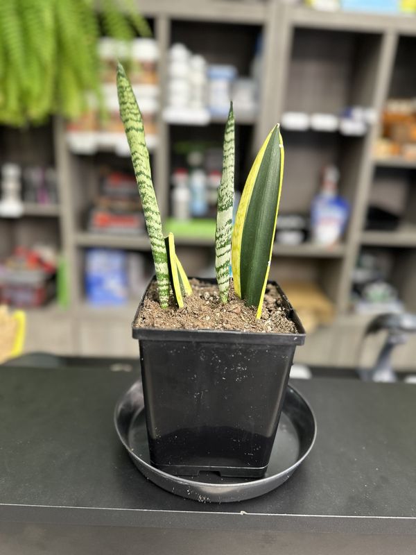 Sansevieria Black Gold 5.5&quot; Potted Plant