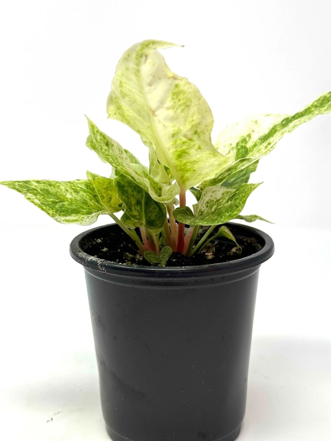Anthurium Hookeri Variegated 3.5&quot; Potted Plant