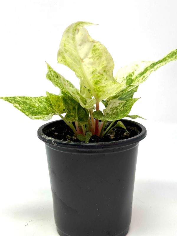 Anthurium Hookeri Variegated 3.5&quot; Potted Plant