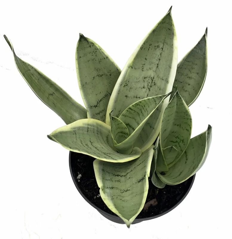 Sansevieria Night Owl 5&quot; Potted Plant