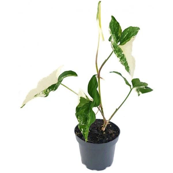 Syngonium Podophyllum Variegated Albo 3.5&quot; Potted Plant