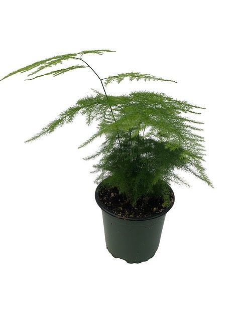 Fern Plumosa 3.5&quot; Potted Plant