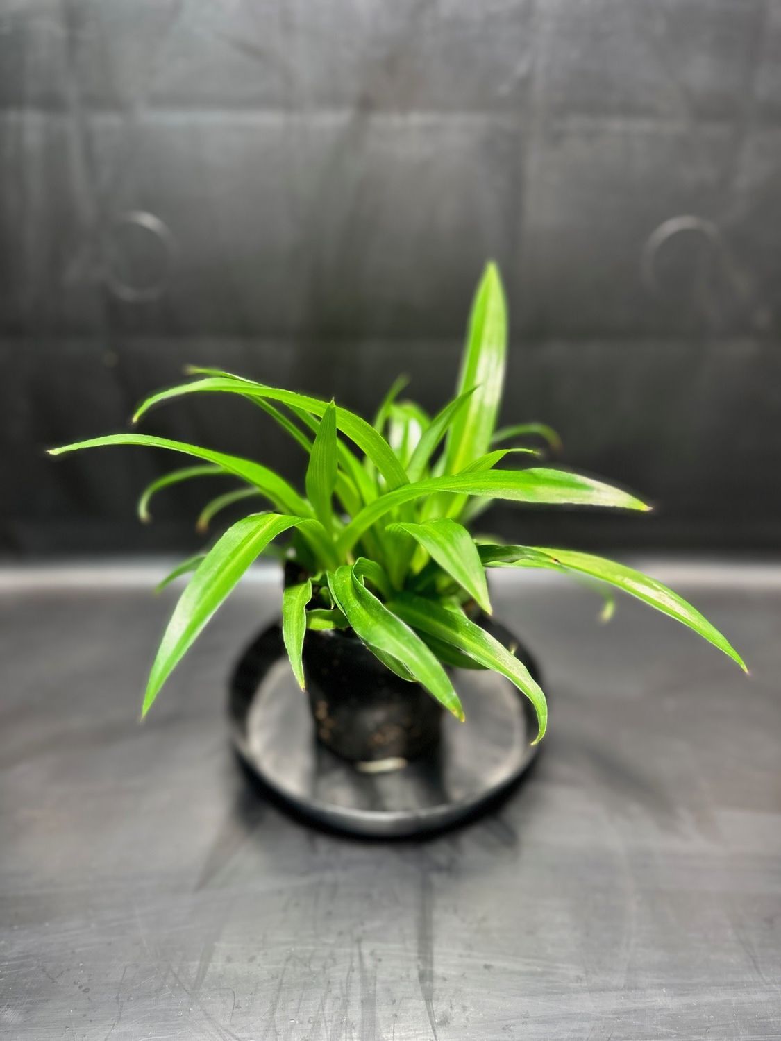 Spider Plant 4&quot; Potted Plant
