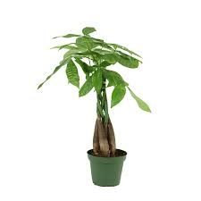 Money Tree 4.5&quot; Potted Plant