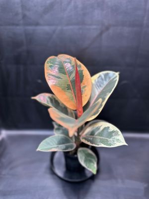 Ficus Elastica Tineke 5" Potted Rubber Plant Ficus Elastica Tineke 5" Potted Rubber Plant