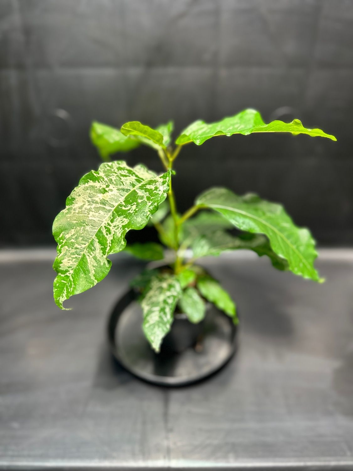 Ficus Aspera Variegated 4&quot; Potted Plant