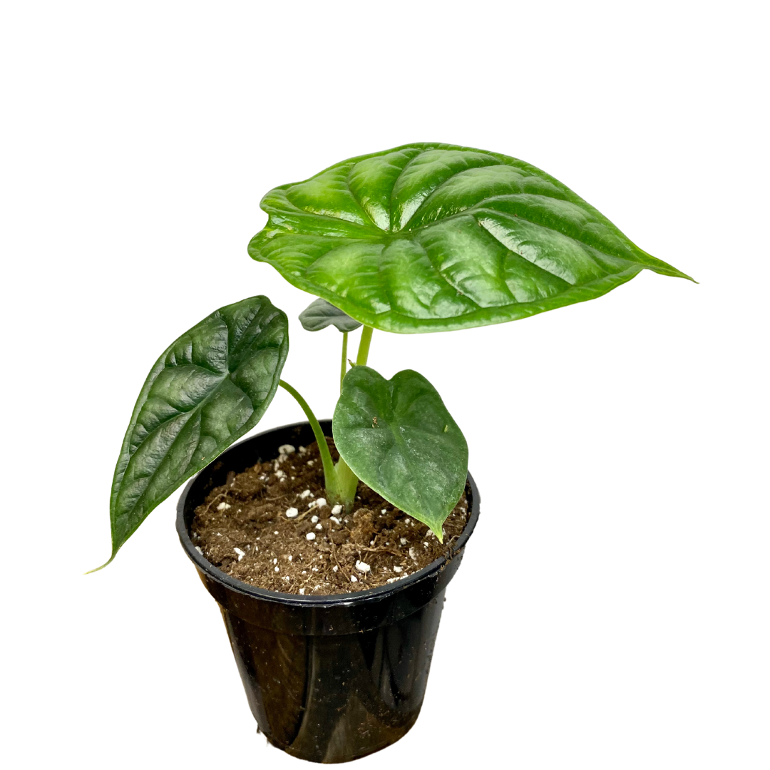 Alocasia Dragon Scale 4&quot; Potted Plant