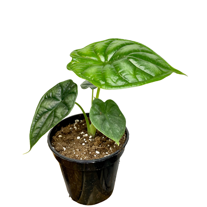 Alocasia Dragon Scale 4&quot; Potted Plant