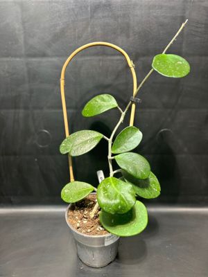 Hoya Obovata 4&quot; Potted Plant