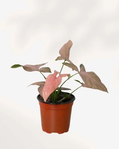 Syngonium Pink Splash 4&quot; Potted Plant