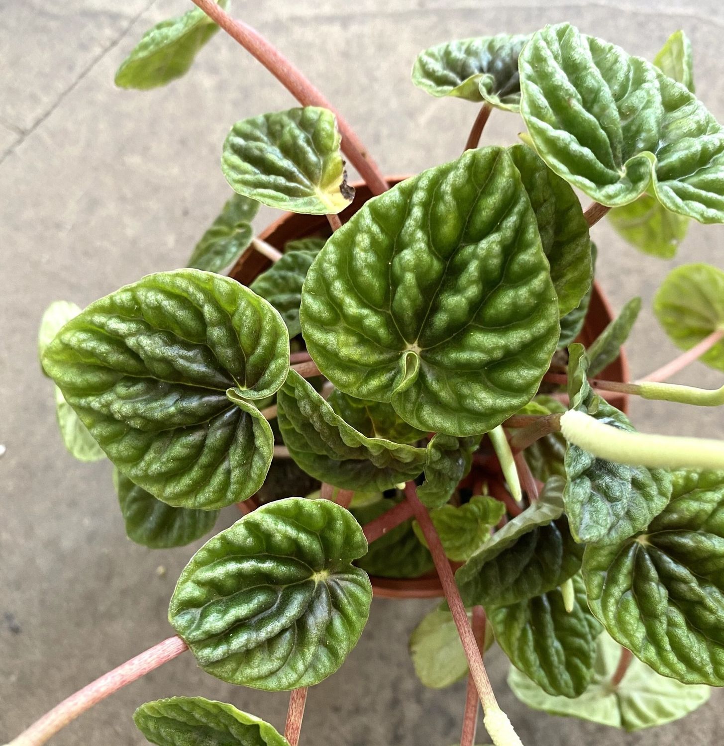 Peperomia Ripple 3.5&quot; Potted Plant