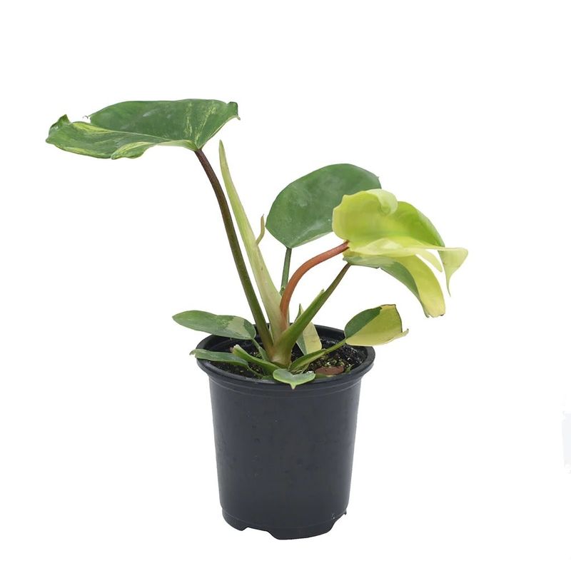 Philodendron Florida Beauty Variegated 4&quot; Potted Plant