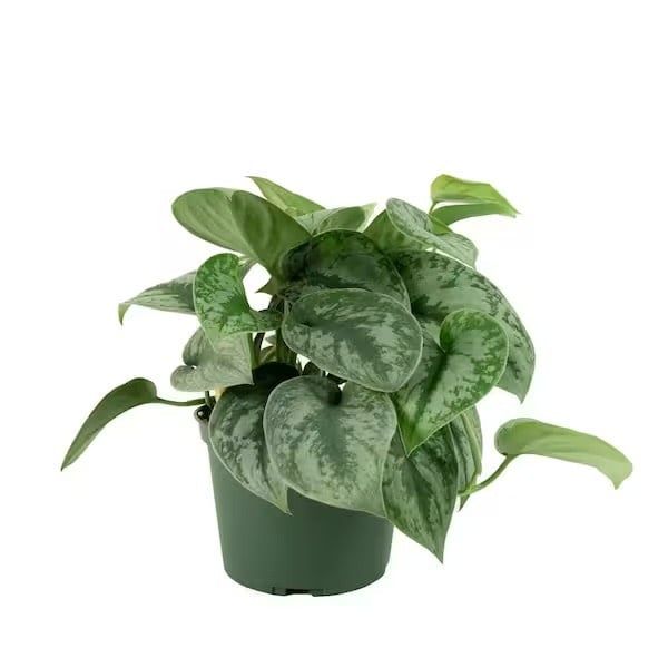 Silver Satin Pothos 6&quot; Potted Plant