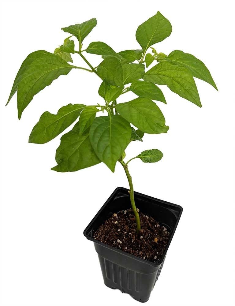 Trinidad Scorpion Butch T Pepper 5&quot; Potted Plant