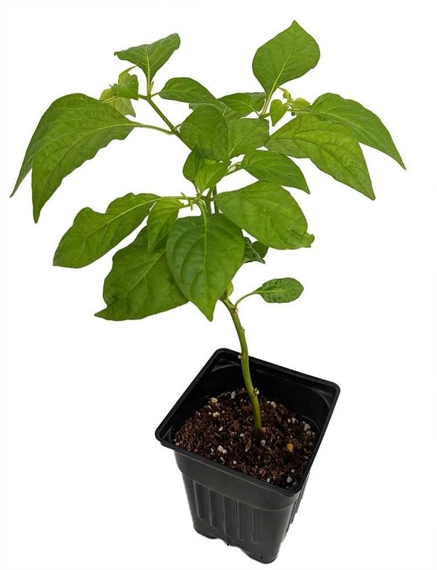 Trinidad Scorpion Butch T Pepper 5&quot; Potted Plant