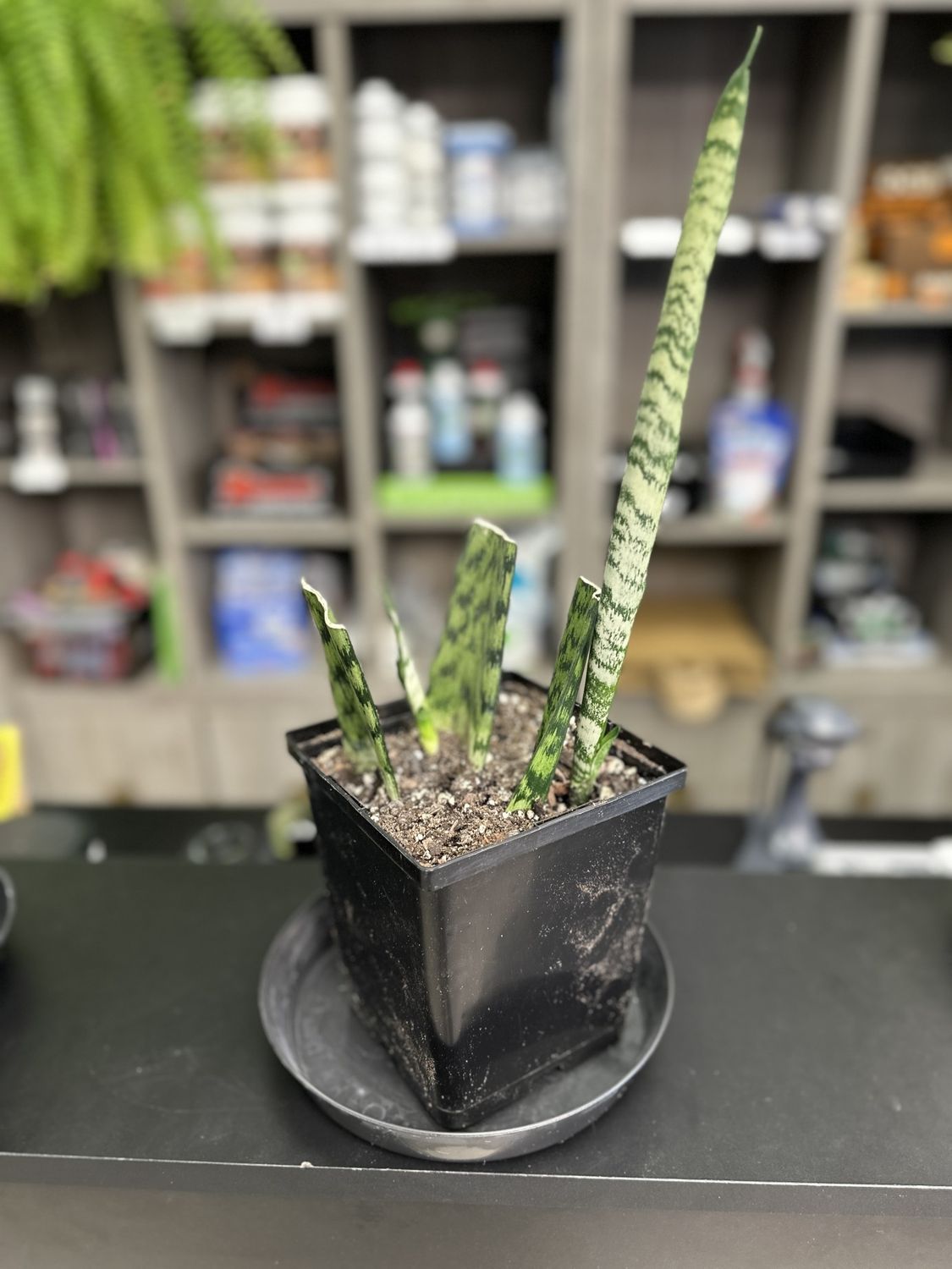 Sansevieria Zeylanica Snake 5.5&quot; Potted Plant