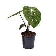 Philodendron Gloriosum 6&quot; Potted Plant