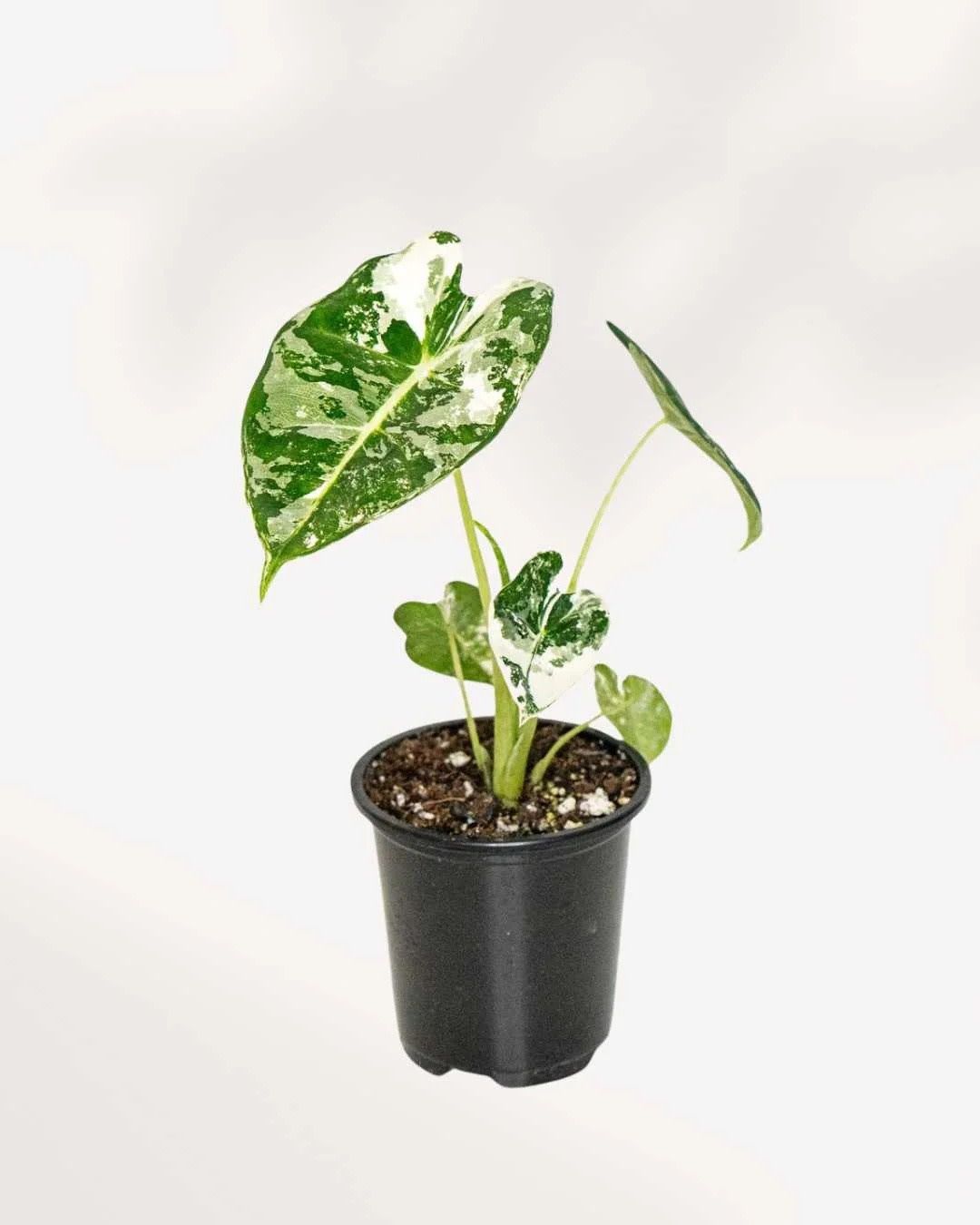 Alocasia Frydek Variegated 4.5&quot; Potted Plant
