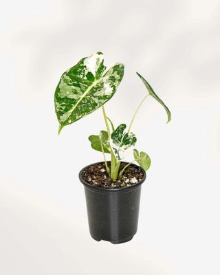 Alocasia Frydek Variegated 4.5" Potted Plant Alocasia Frydek Variegated 4.5" Potted Plant