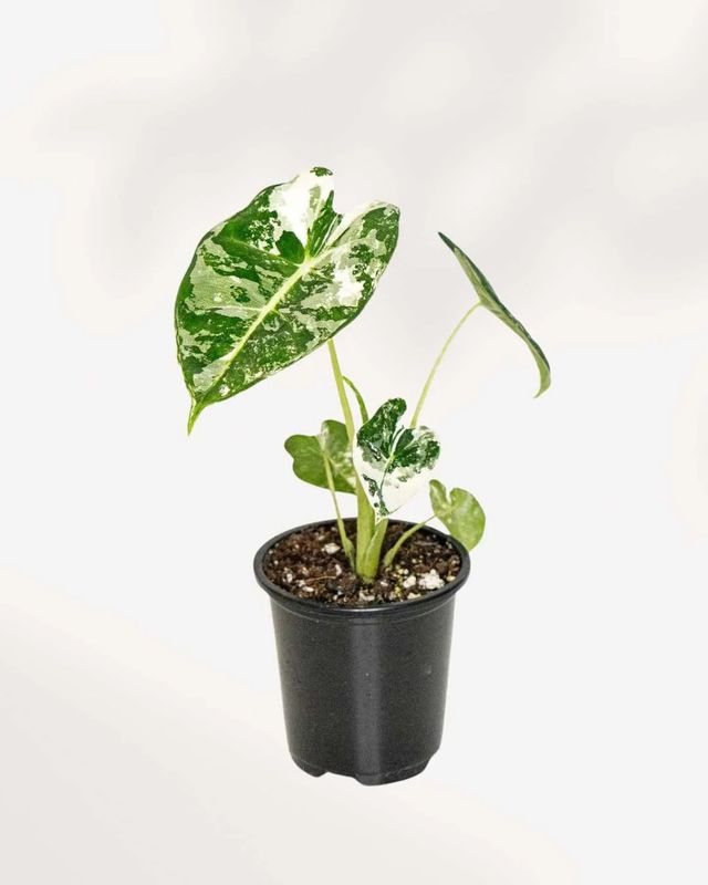 Alocasia Frydek Variegated 4.5&quot; Potted Plant