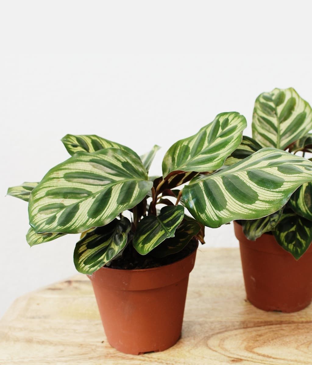 Calathea  Makoyana Peacock Potted Plant, Size: 3.5&quot; Potted Plant