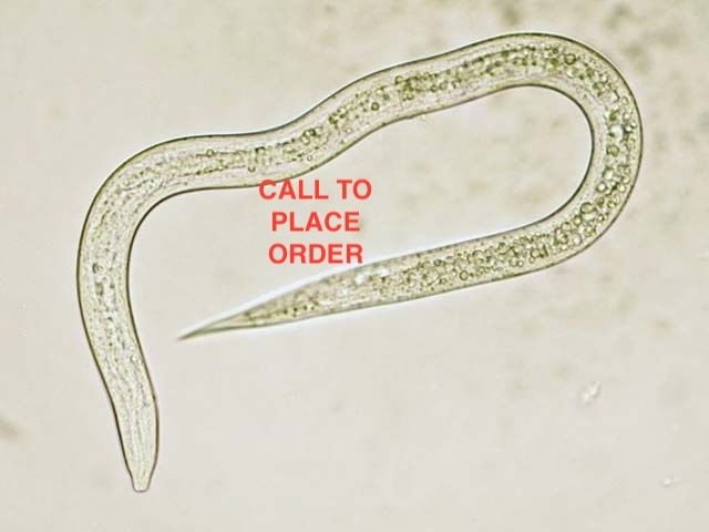 Beneficial Insects-Fungus Gnat Control, Size: Nematodes (Steinernema feltiae) 25M
