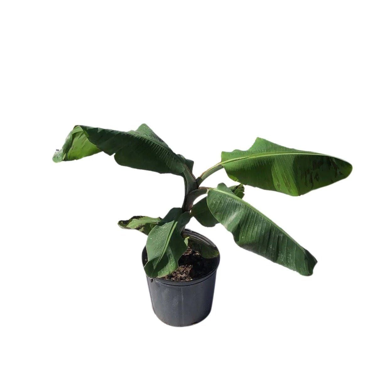 Banana Tree , Size: 2 Gal Potted Plant