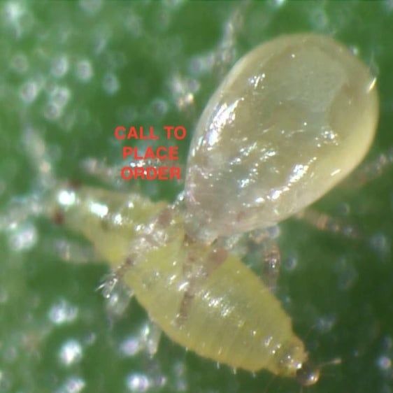 Beneficial Insects-Thrip Control, Size: Amblyseius cucumeris 10K adults (10x1000)