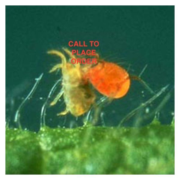 Beneficial Insects-Spider Mite Control Phytoseiulus Persimillis, Size: Phytoseiulus persimilis 2000 adults 16 dram vial