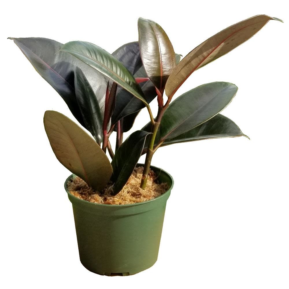 Ficus Elastica Burgundy Rubber Potted Plant, Size: 6&quot; Pot