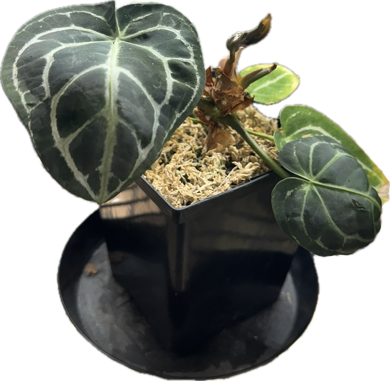 Anthurium Dark Crystallinum x Luxurians Potted Plant, Size: 5.5&quot;Plant