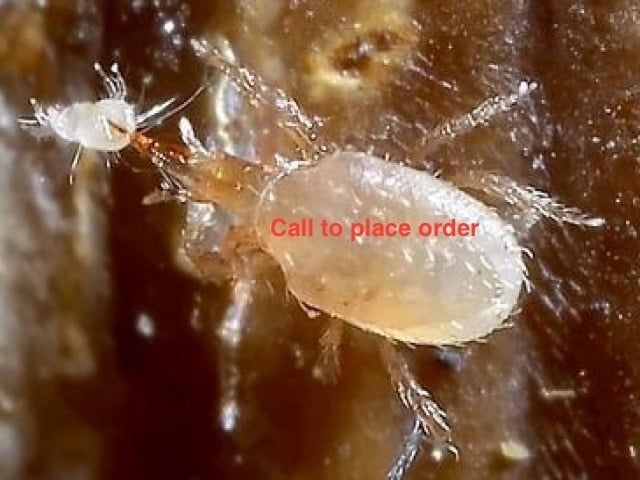 Beneficial Insects-Fungus Gnat Control Stratiolaelaps Scimitus  Soil Mites, Size: 12.5k