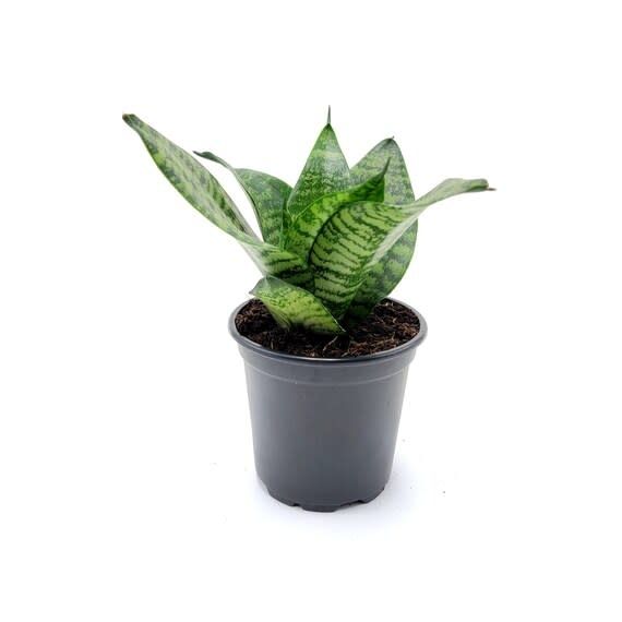 Sansevieria trifasciata Futura Robusta Snake Potted Plant, Size: 5.5&quot; Pot