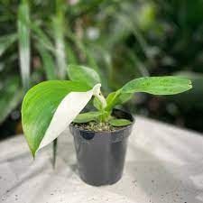 Philodendron White Wizard Potted Plant, Size: 3.5&quot; Pot